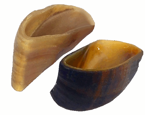 CASCO BOVINO C/15 - Image 2