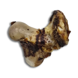 MEIO FEMUR BOVINO